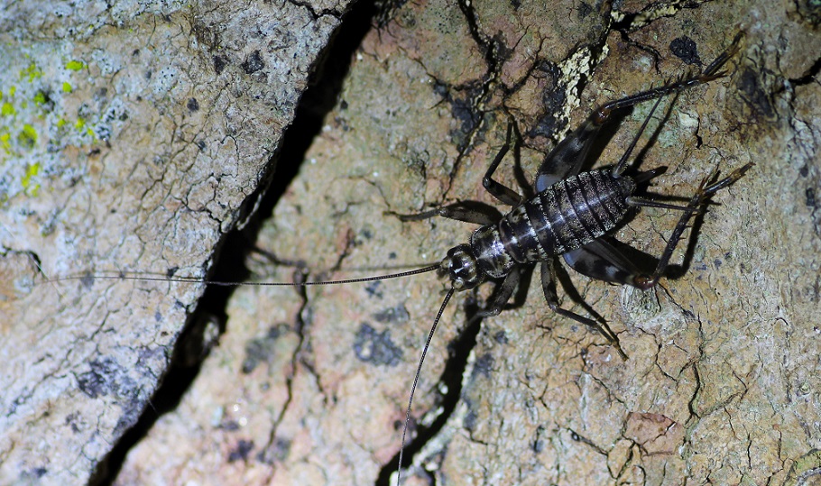 Gryllomorpha (Gryllomorpha) dalmatina dalmatina